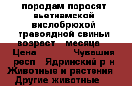 породам поросят вьетнамской вислобрюхой травоядной свиньи.возраст 2 месяца. › Цена ­ 2 500 - Чувашия респ., Ядринский р-н Животные и растения » Другие животные   . Чувашия респ.